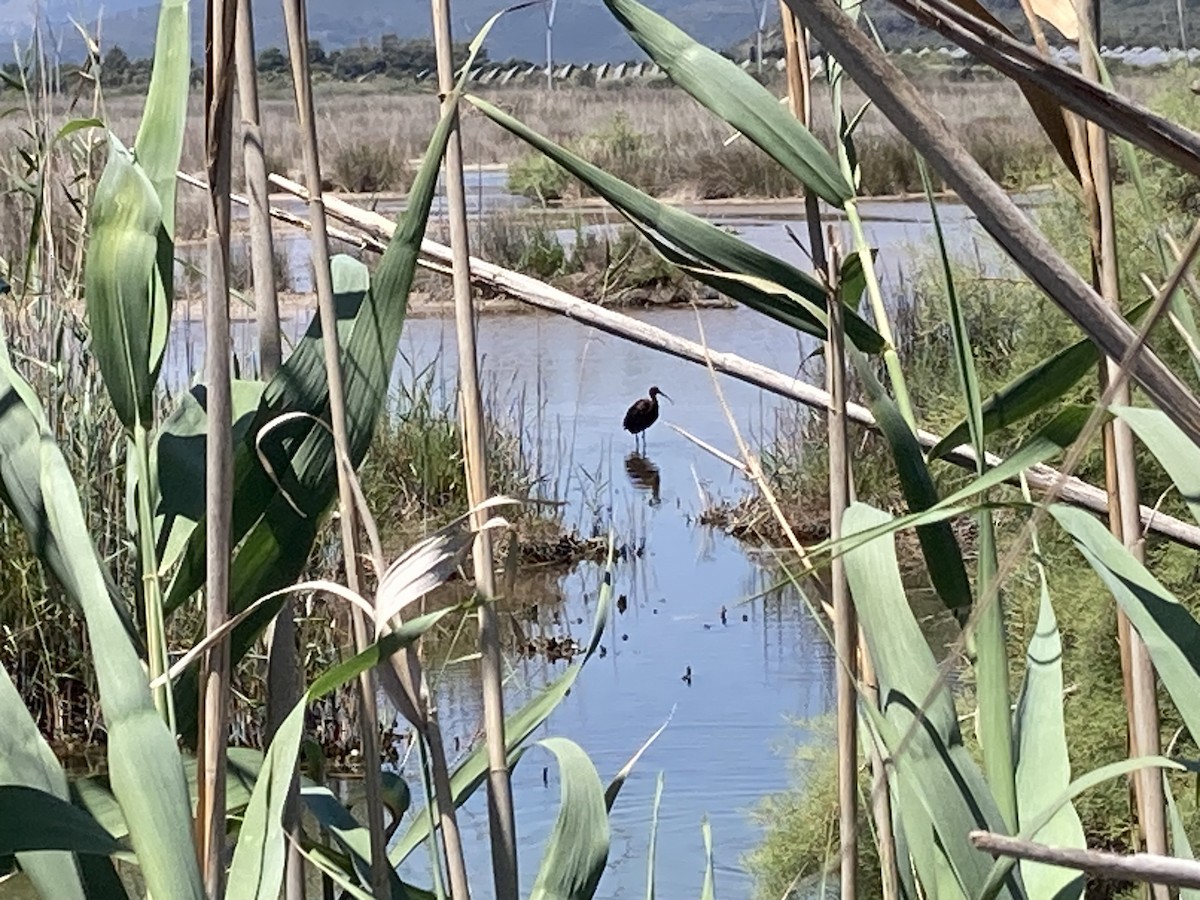 Glossy Ibis - ML619811914