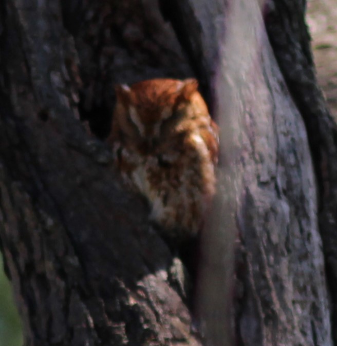 Eastern Screech-Owl - ML619811916