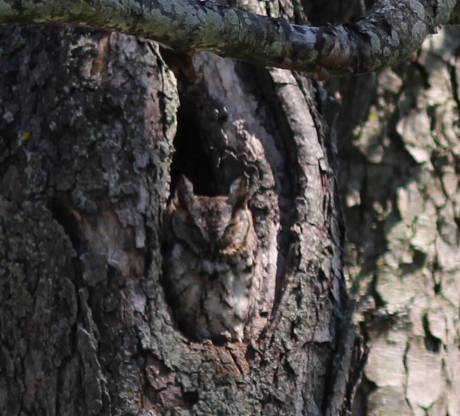 Eastern Screech-Owl - ML619811917