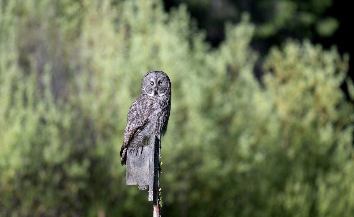 Great Gray Owl - ML619811919