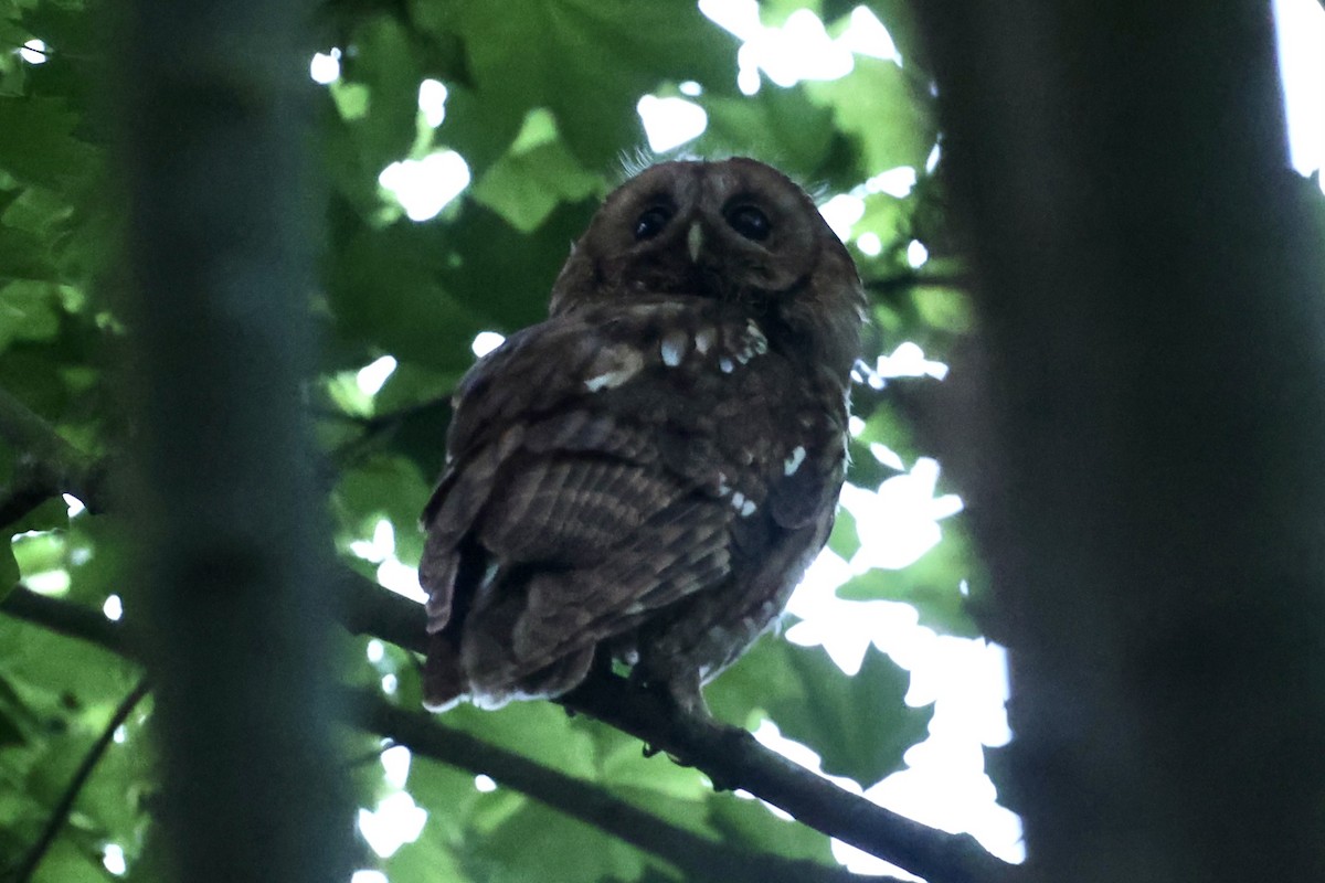 Tawny Owl - ML619811942