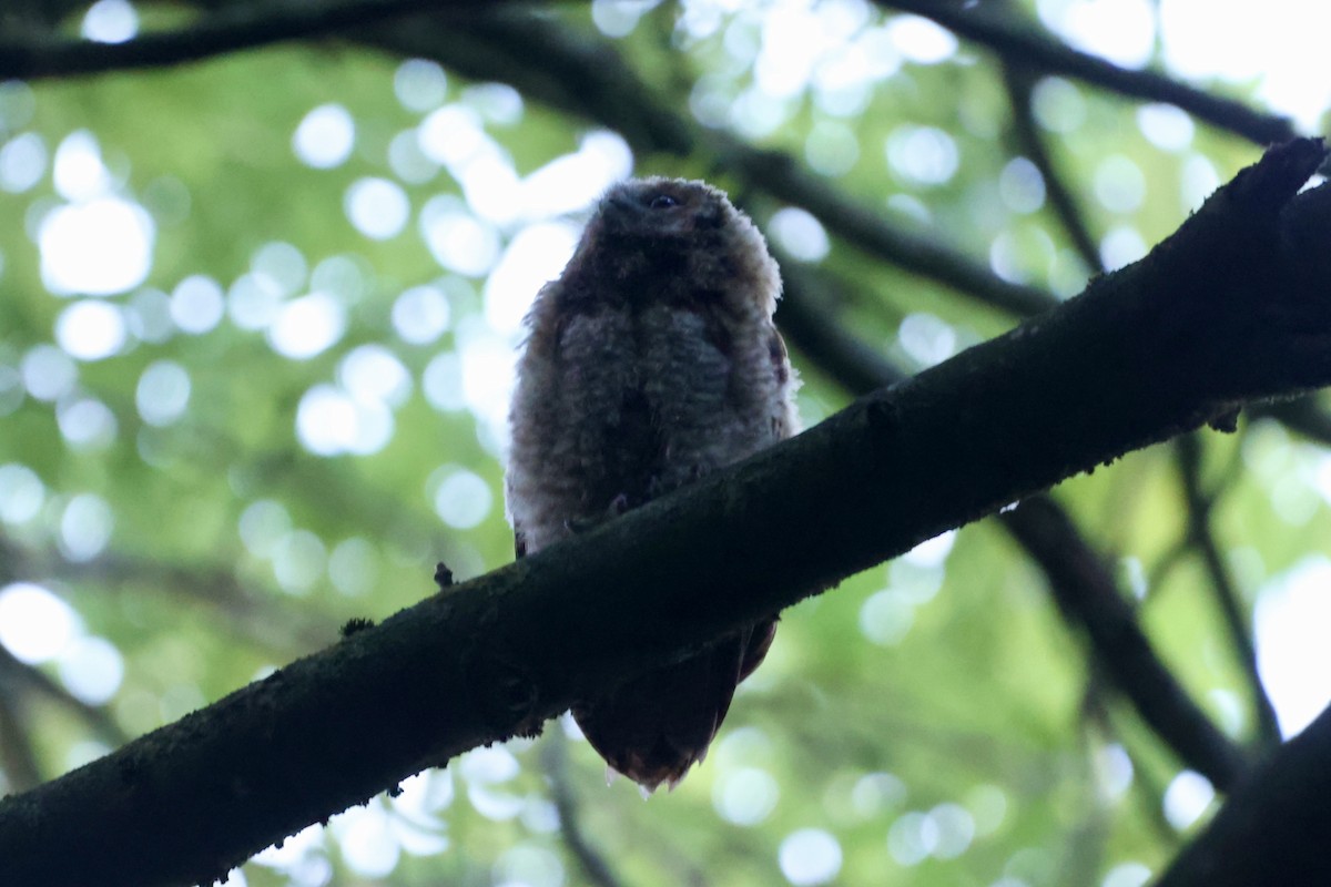 Tawny Owl - ML619811943