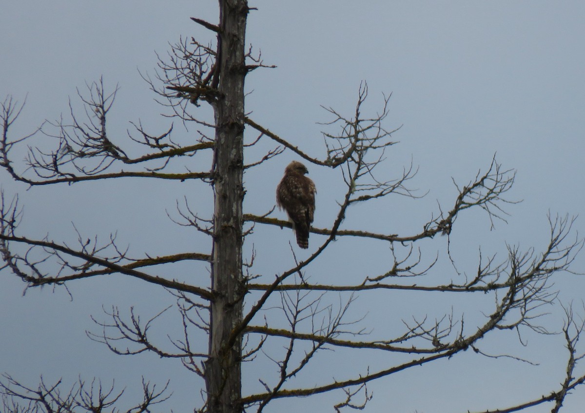 Red-tailed Hawk - ML619811950
