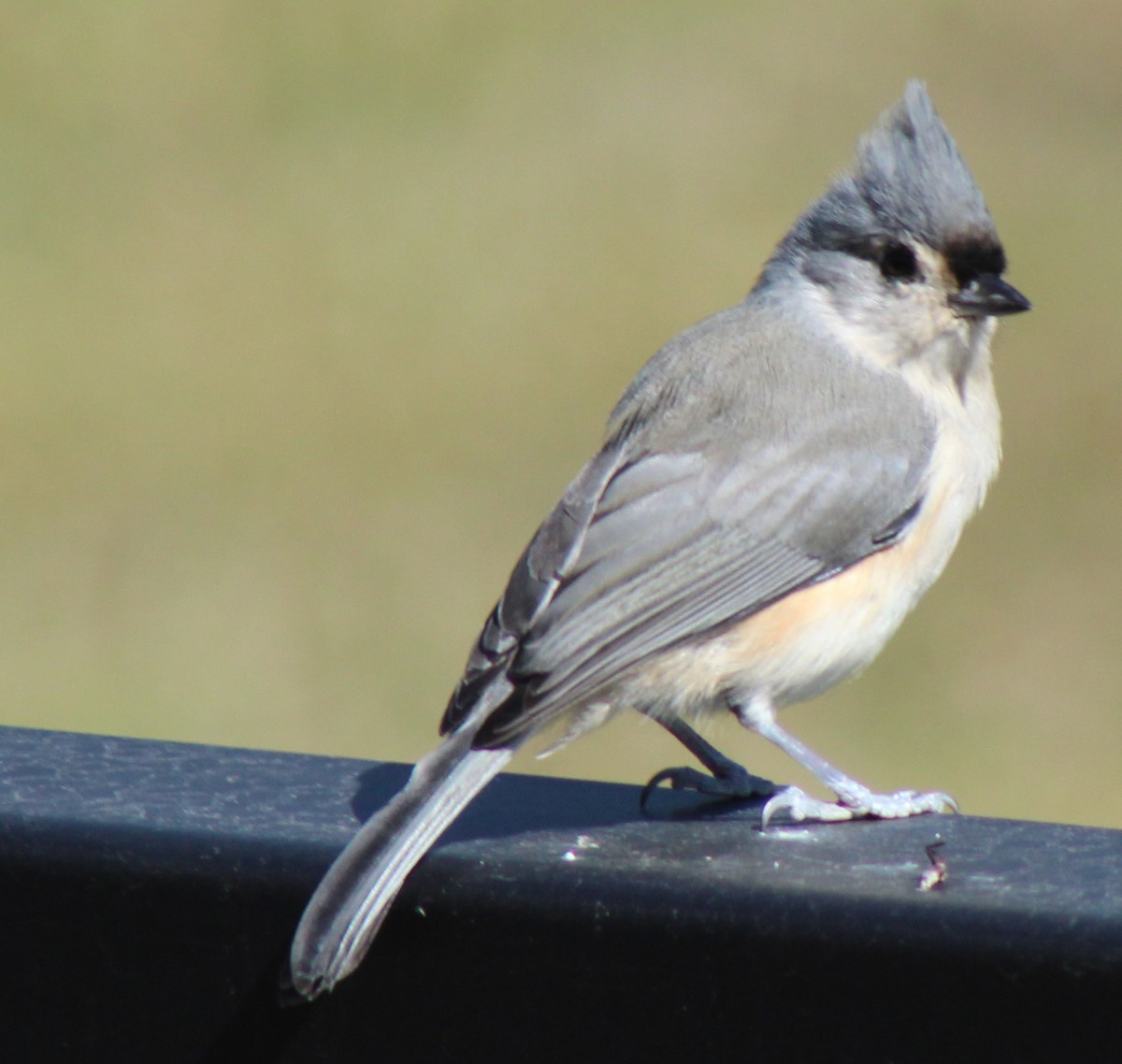 Tufted Titmouse - ML619811966