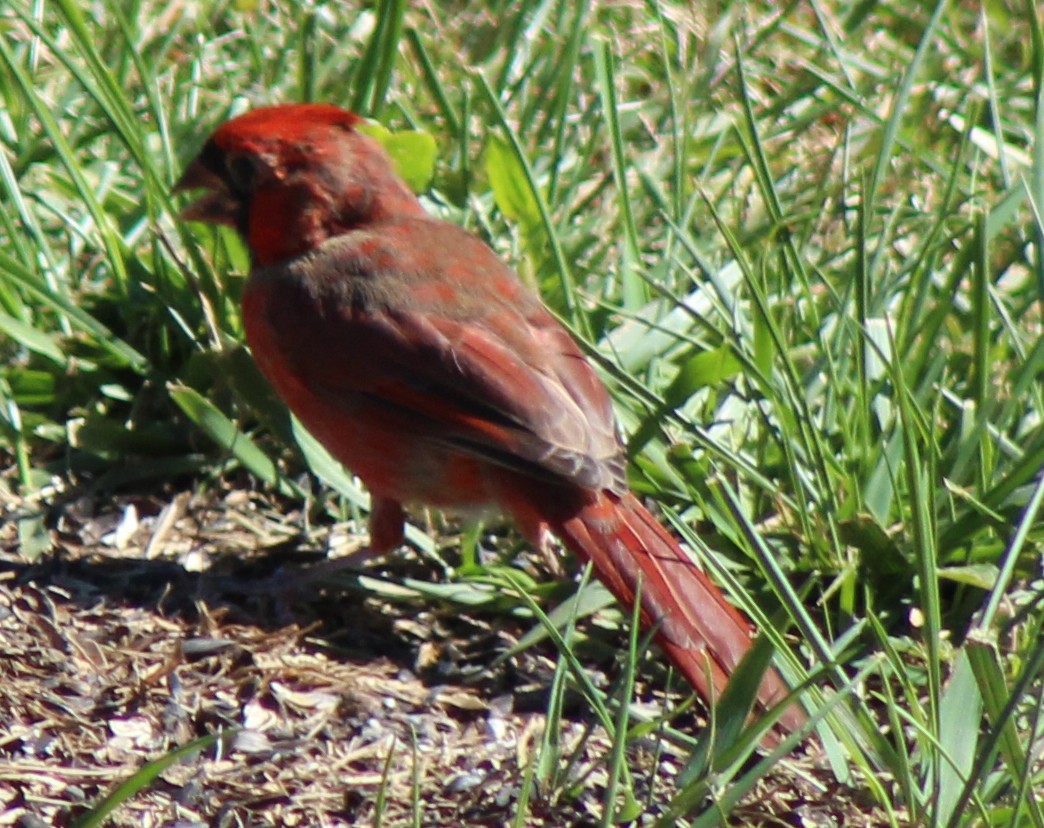 Cardinal rouge - ML619811969
