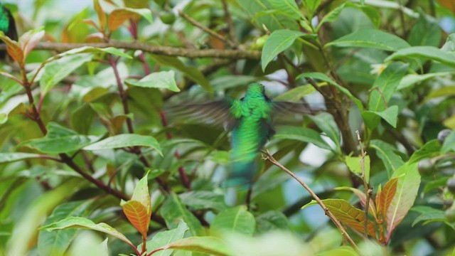 kolibřík modrouchý - ML619811999