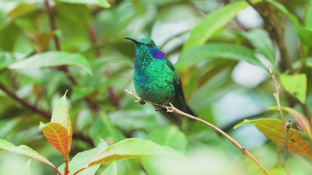 Colibrí Oreja Violeta Menor - ML619812000