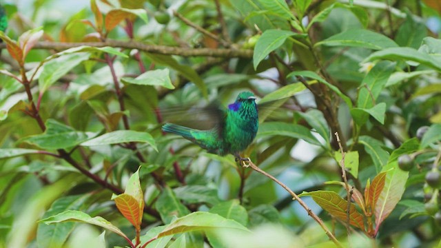 Colibrí Oreja Violeta Menor - ML619812002