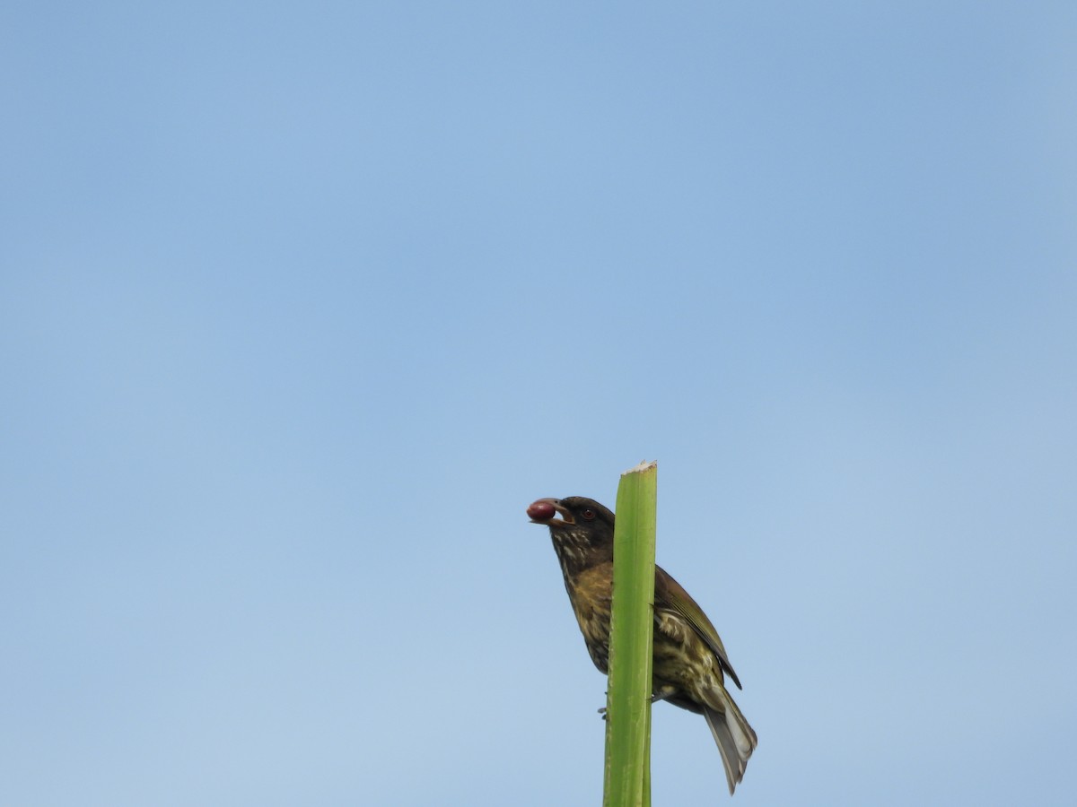 Sigua Palmera - ML619812019