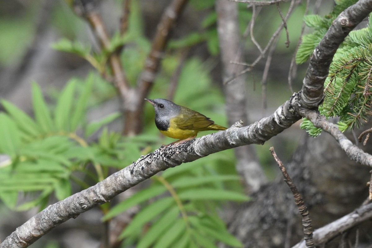 Mourning Warbler - ML619812029