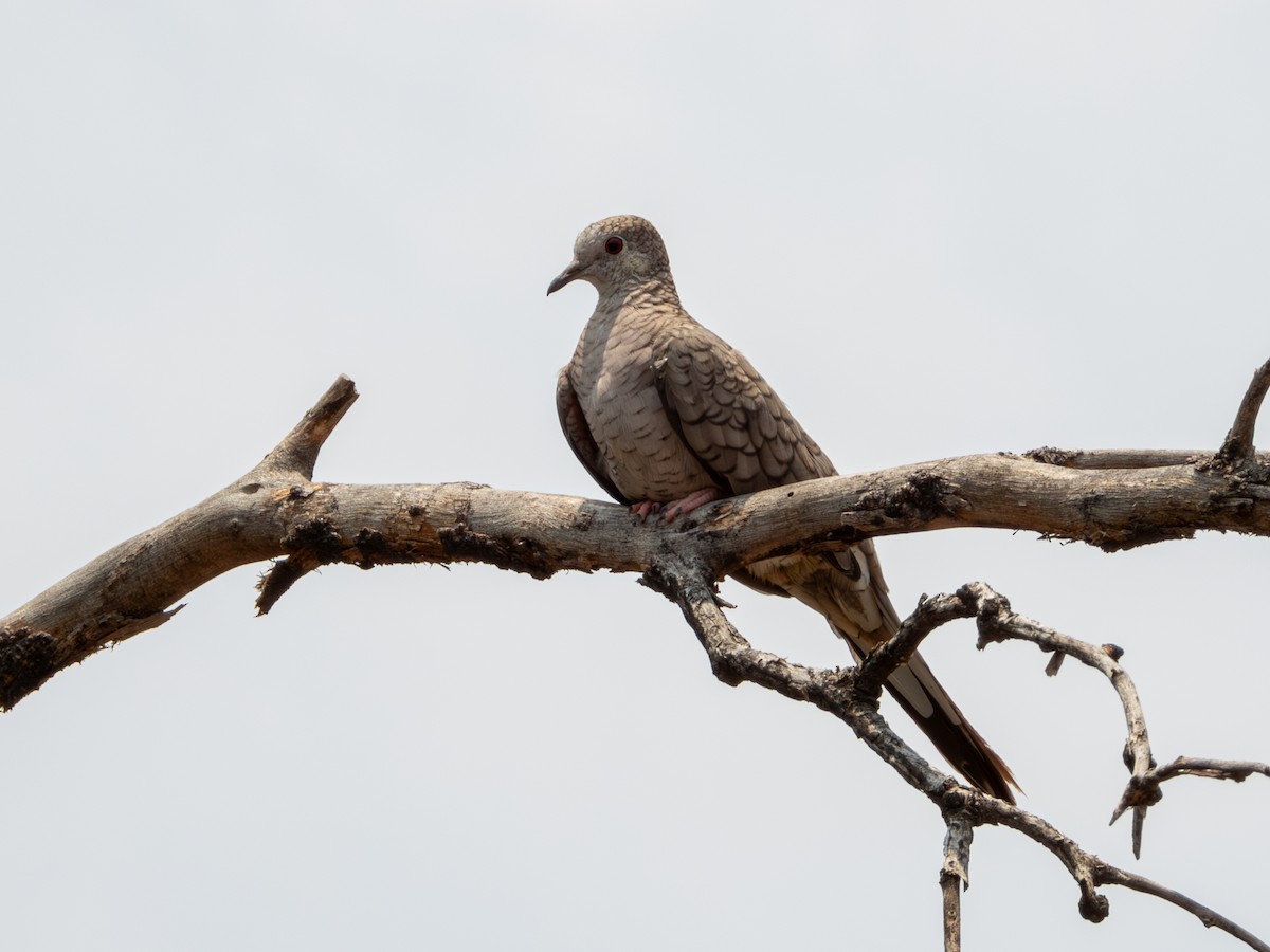 Inkatäubchen - ML619812041