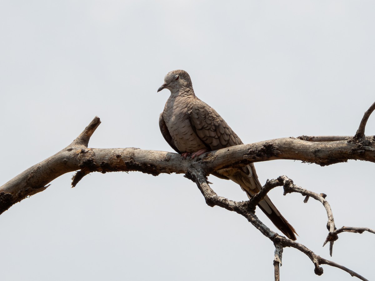 Inkatäubchen - ML619812042