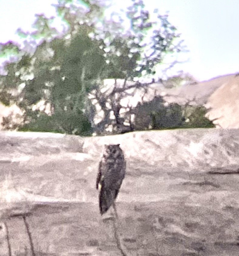 Long-eared Owl (American) - ML619812052