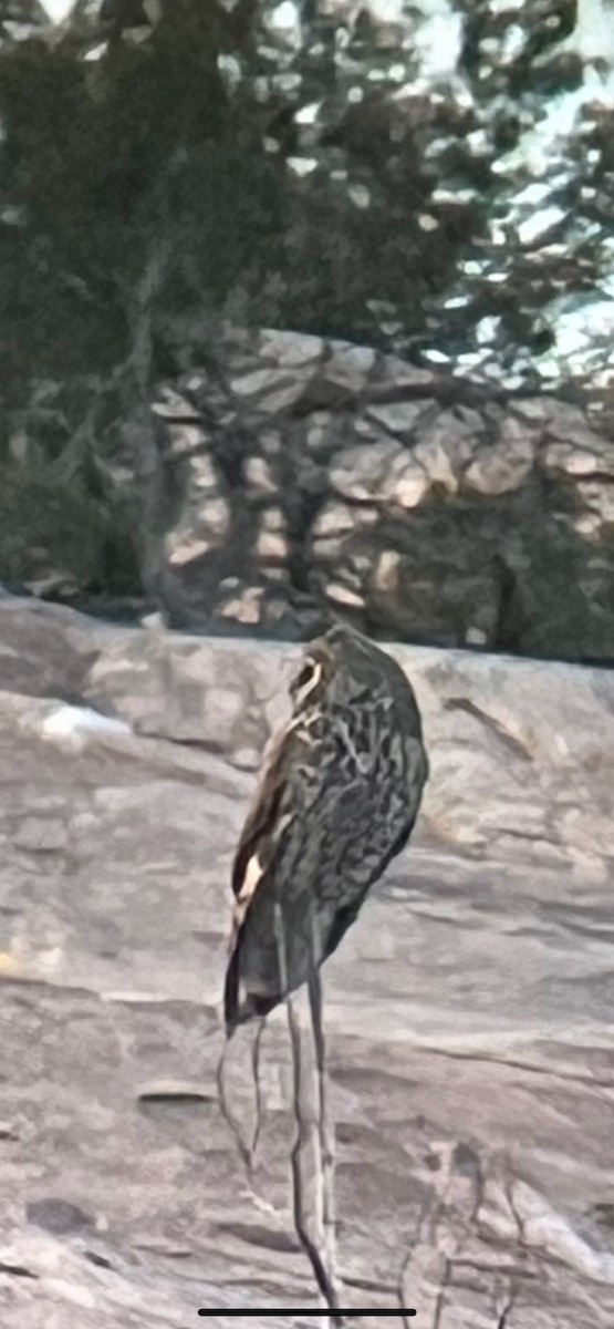 Long-eared Owl (American) - ML619812054