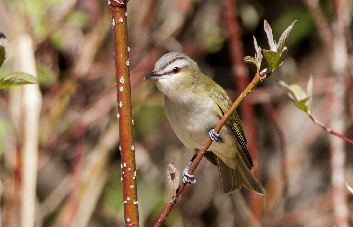 Red-eyed Vireo - Susan Fagan