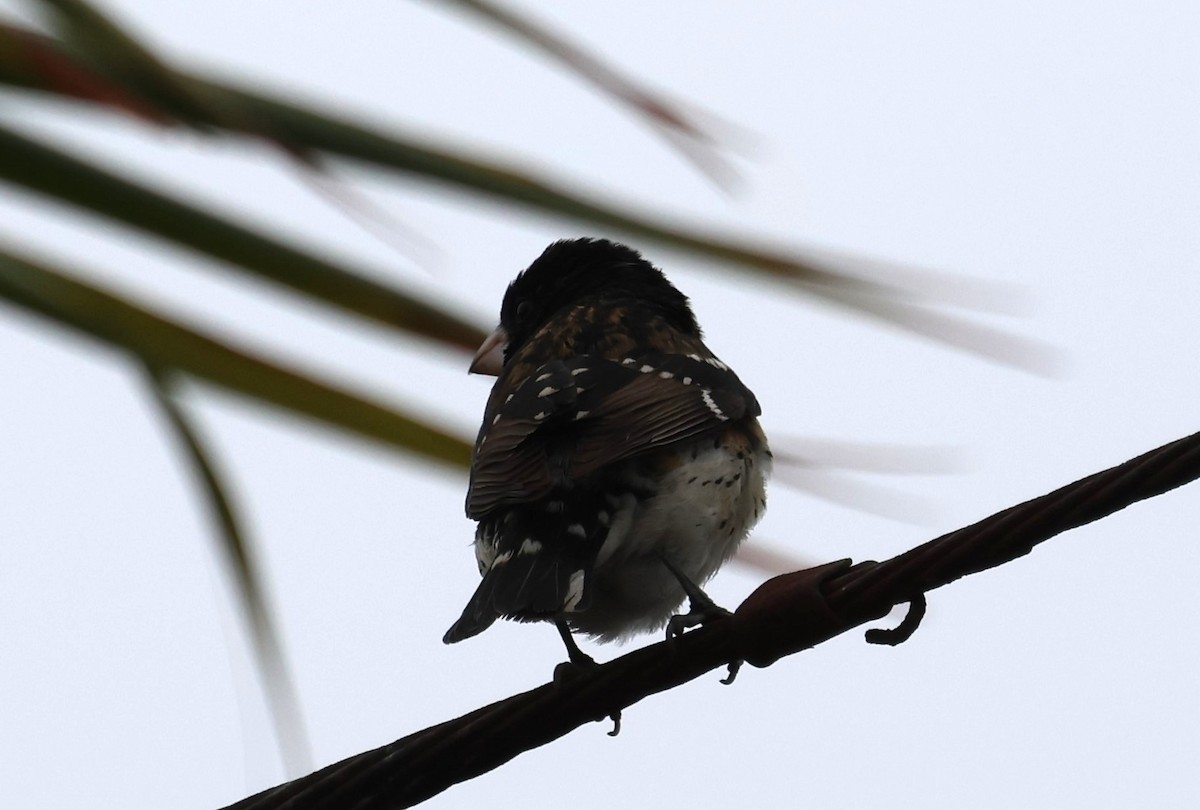 Rose-breasted Grosbeak - ML619812078