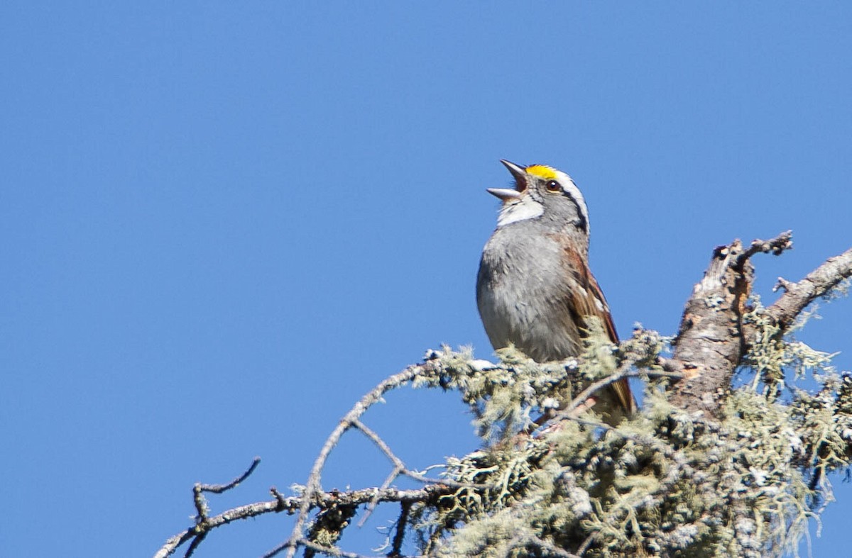 White-throated Sparrow - ML619812079