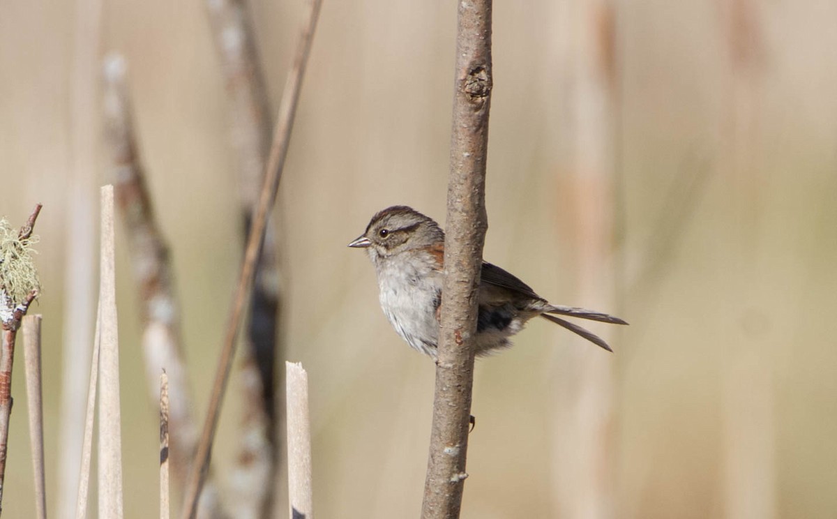 Swamp Sparrow - ML619812086