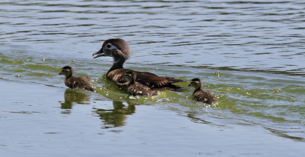 Wood Duck - Debi Shearwater