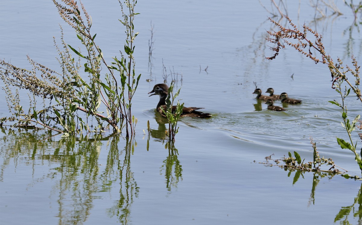 Wood Duck - ML619812090