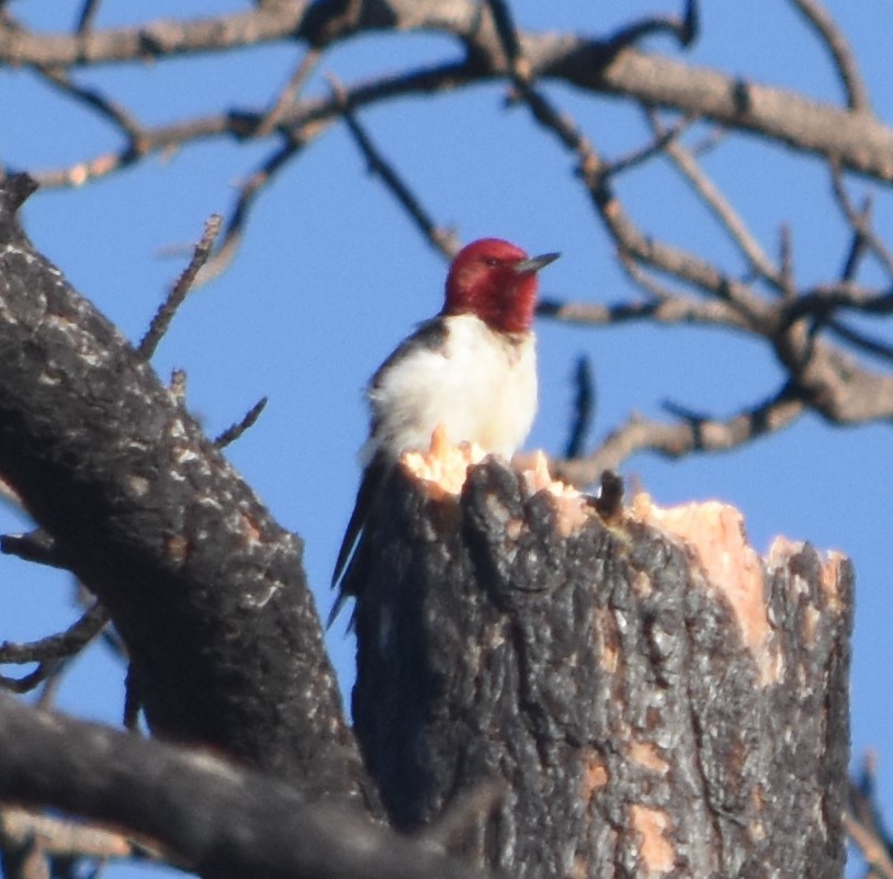 Red-headed Woodpecker - ML619812096
