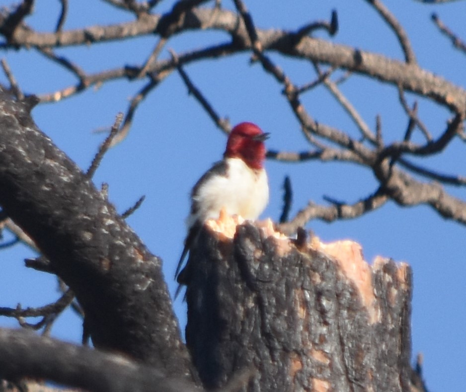 Red-headed Woodpecker - ML619812097