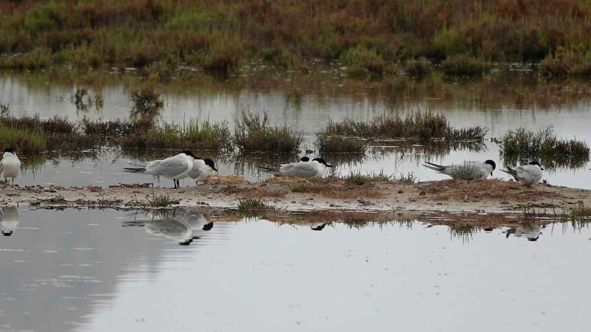 Gull-billed Tern - ML619812112