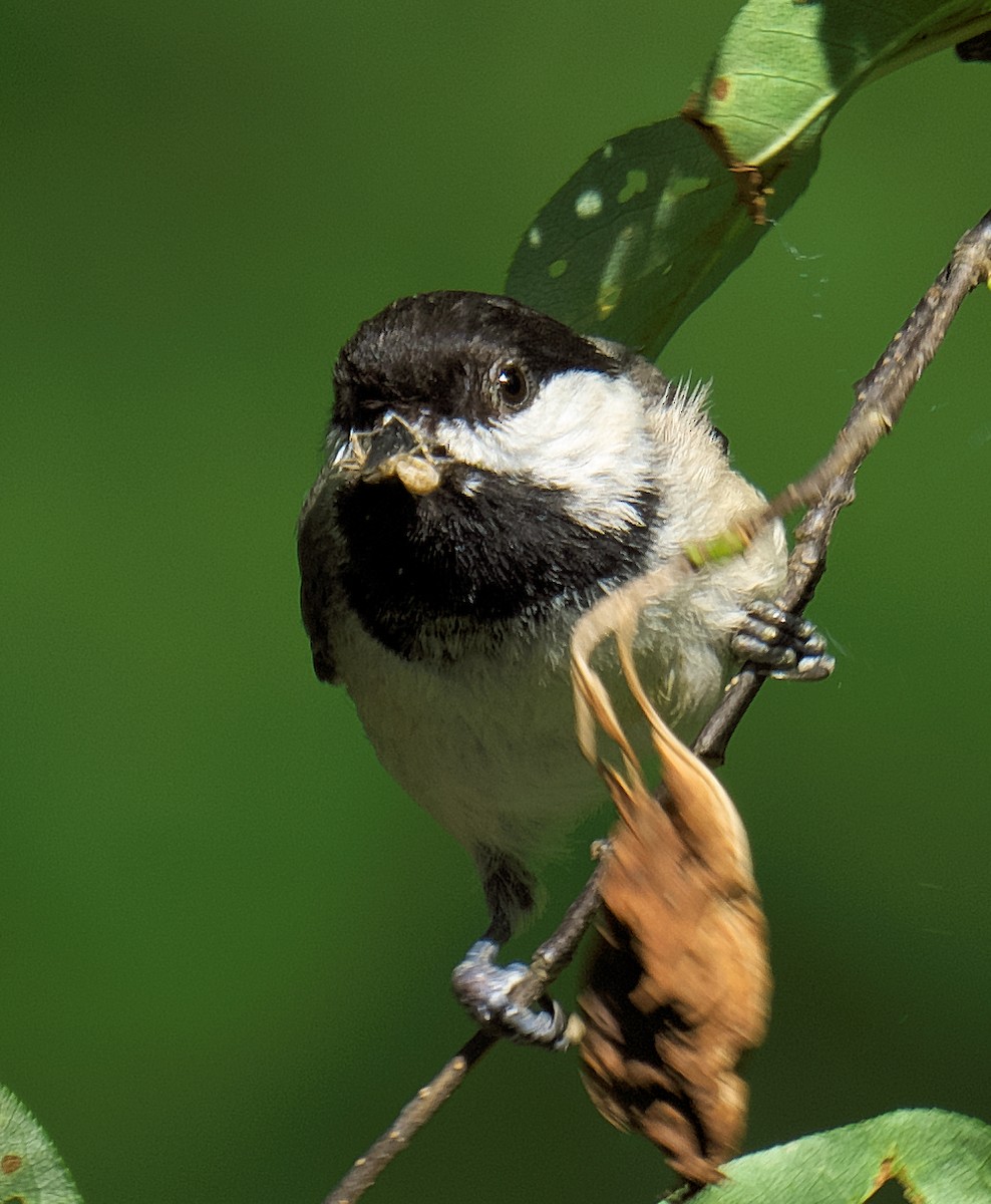 Black-capped Chickadee - ML619812117