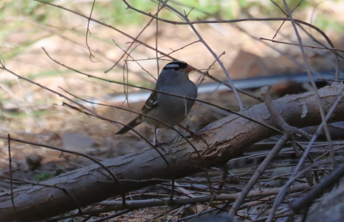 White-crowned Sparrow - ML619812125