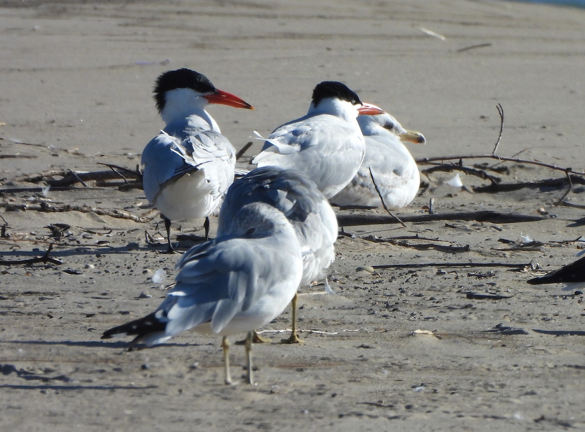 Caspian Tern - ML619812128