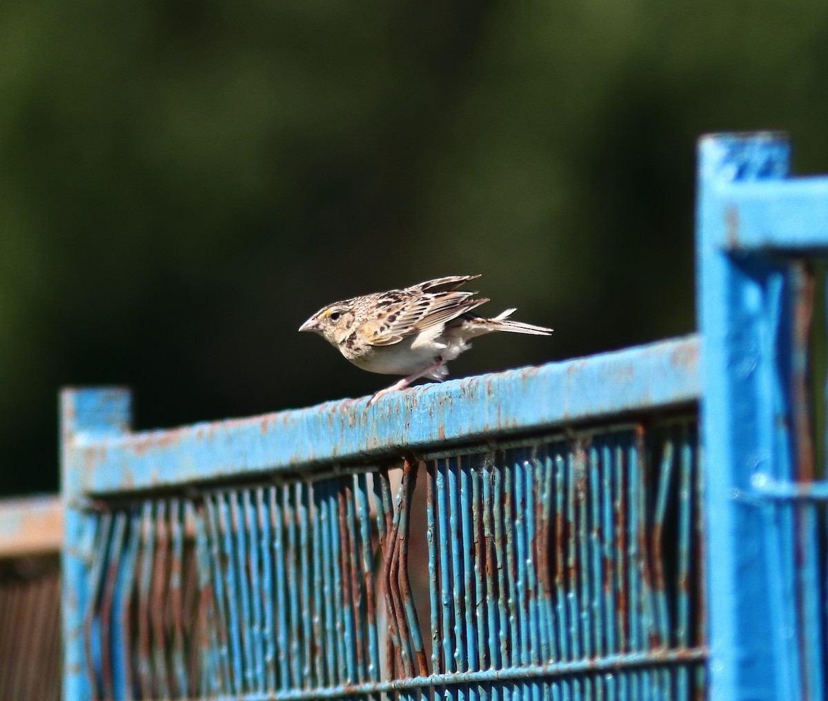 Grasshopper Sparrow - ML619812130