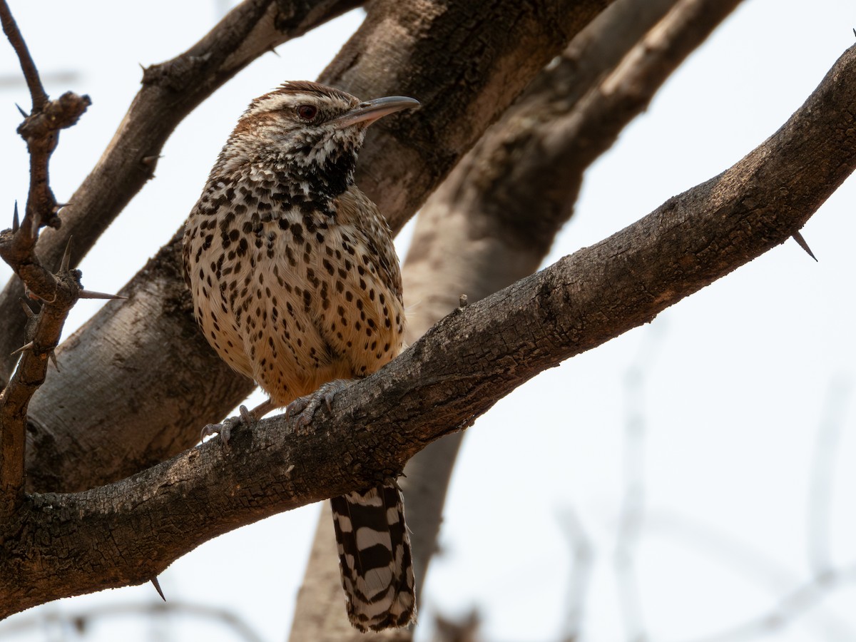 Cactus Wren (brunneicapillus Group) - ML619812145