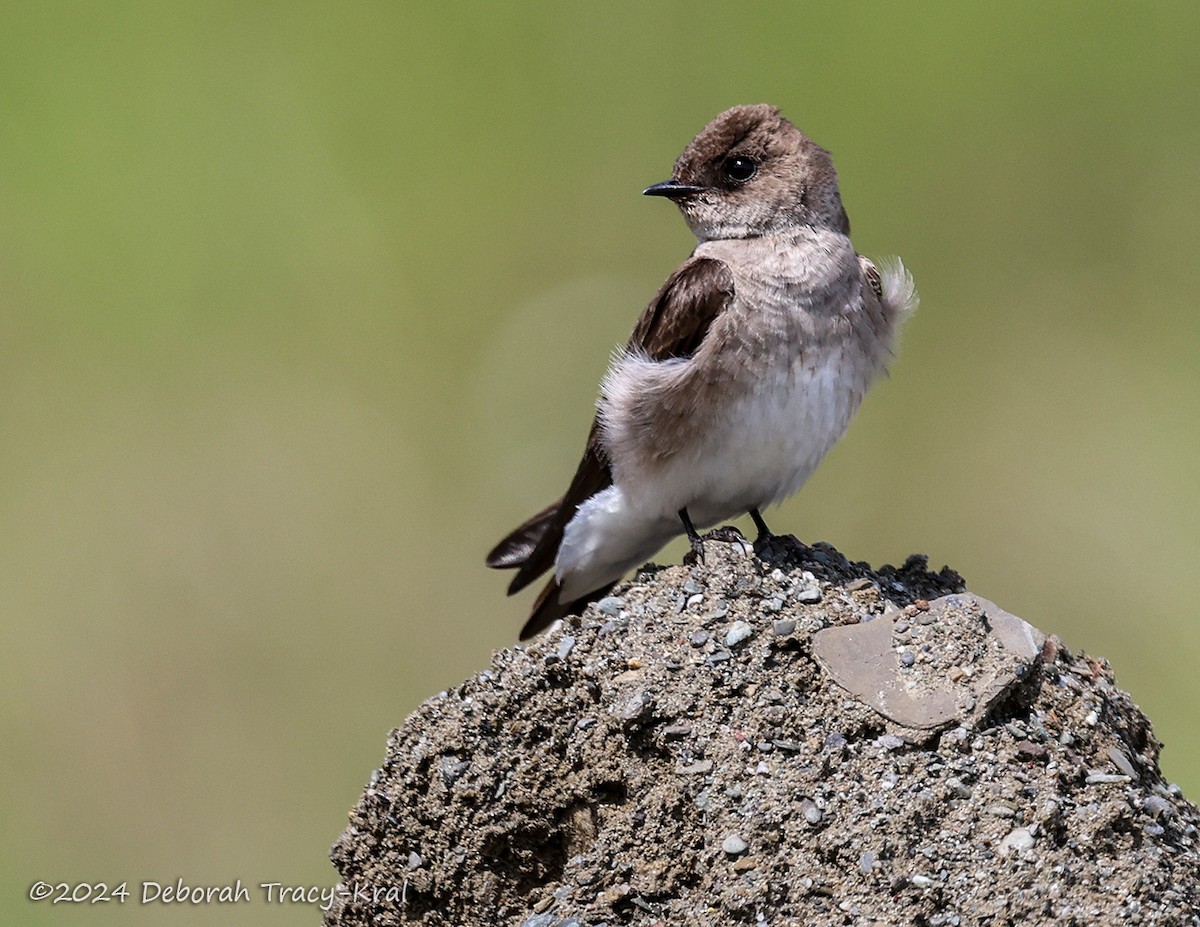 Northern Rough-winged Swallow - ML619812152