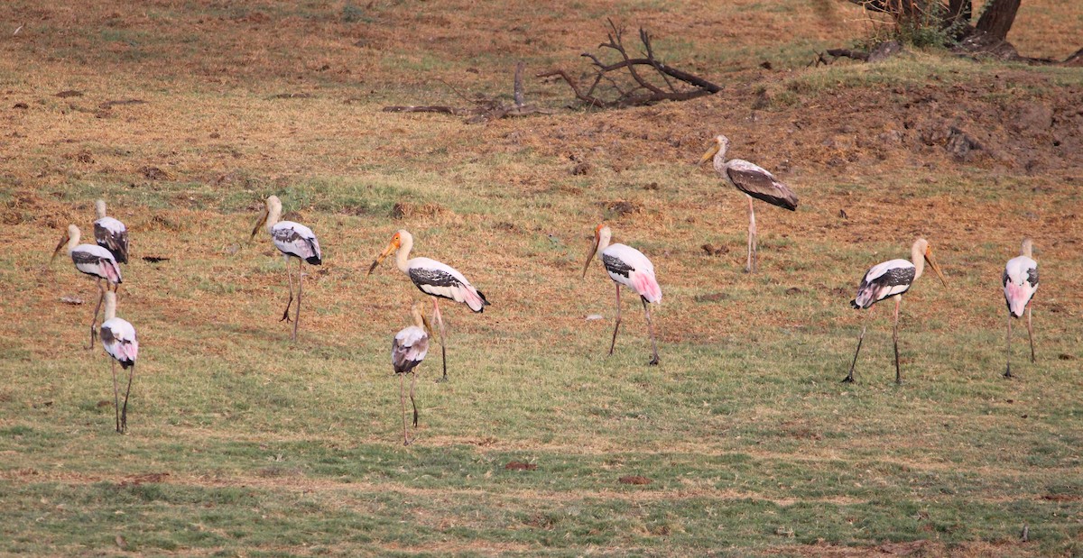 Painted Stork - ML619812156