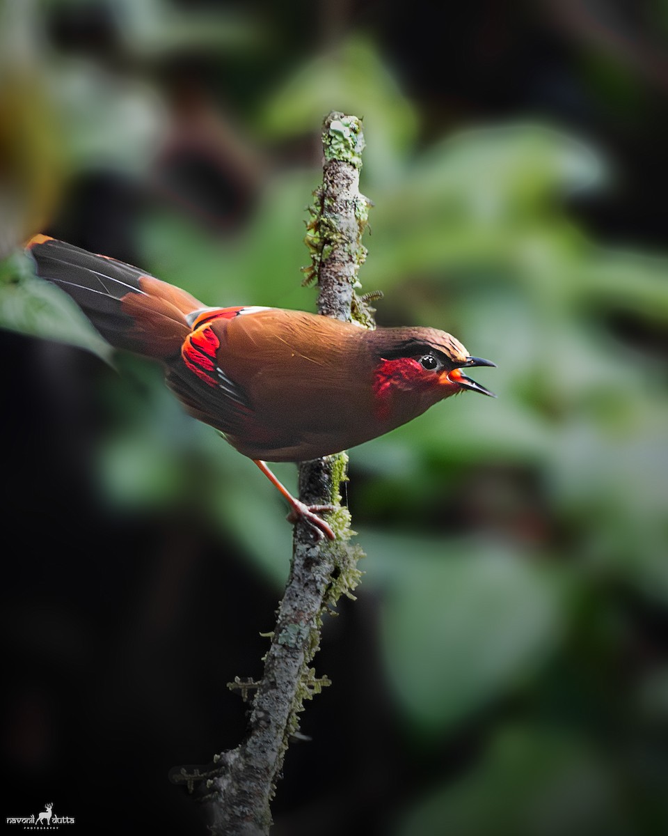 Red-faced Liocichla - ML619812160