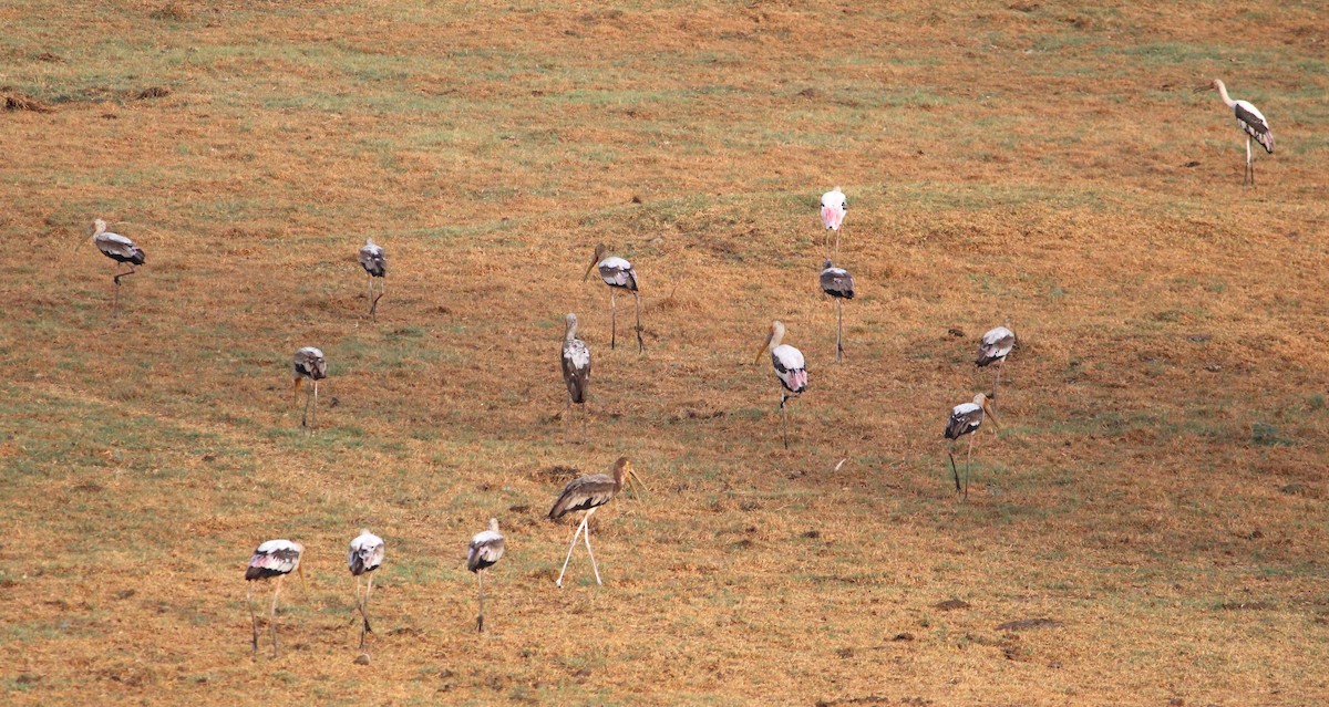 Painted Stork - ML619812161