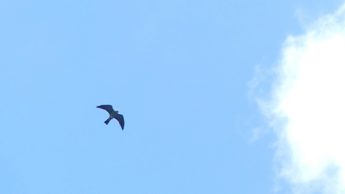 Mississippi Kite - ML619812165