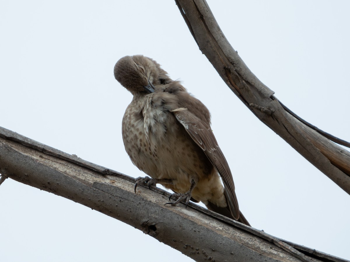 Curve-billed Thrasher (curvirostre Group) - ML619812184