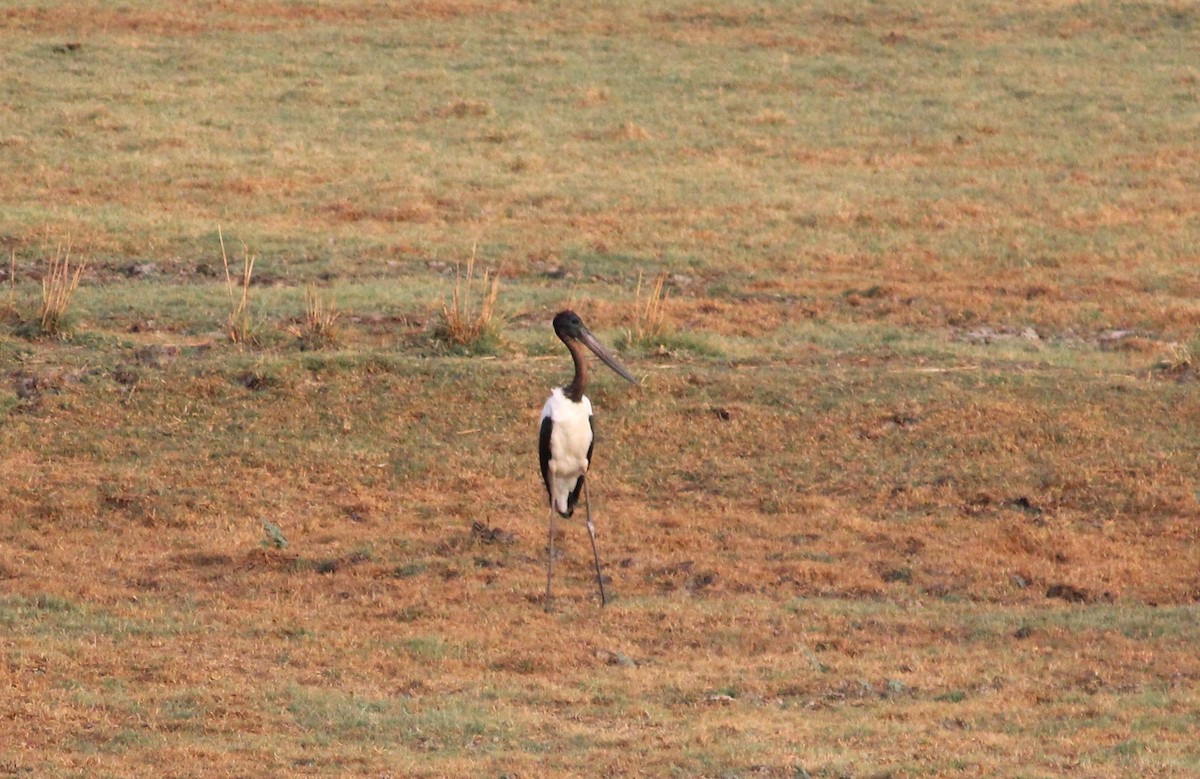 Black-necked Stork - ML619812192