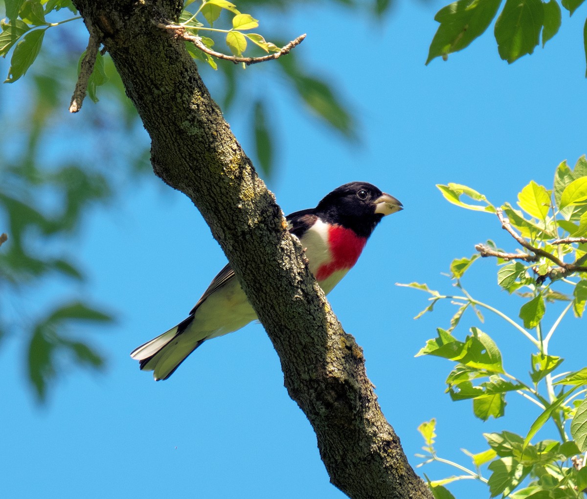 Rose-breasted Grosbeak - ML619812199