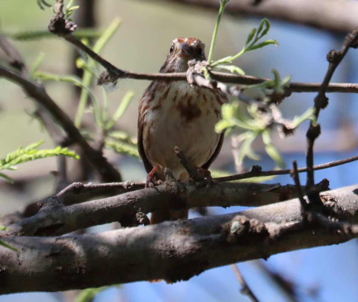 Song Sparrow - ML619812200