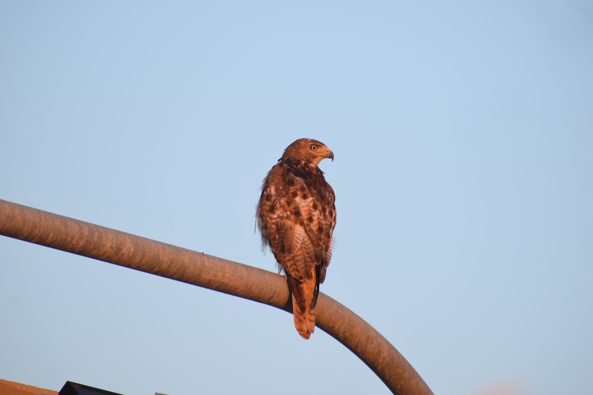 Red-tailed Hawk - ML619812208