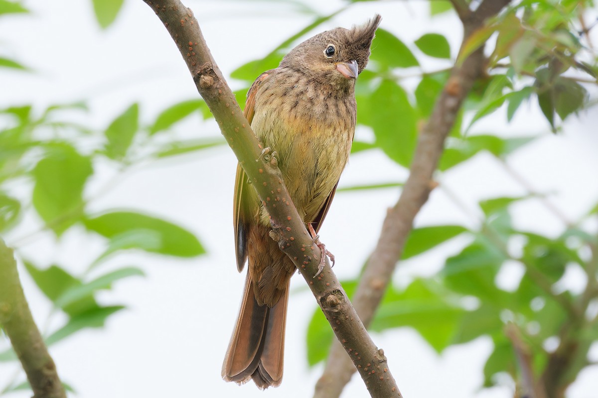 Crested Bunting - ML619812210