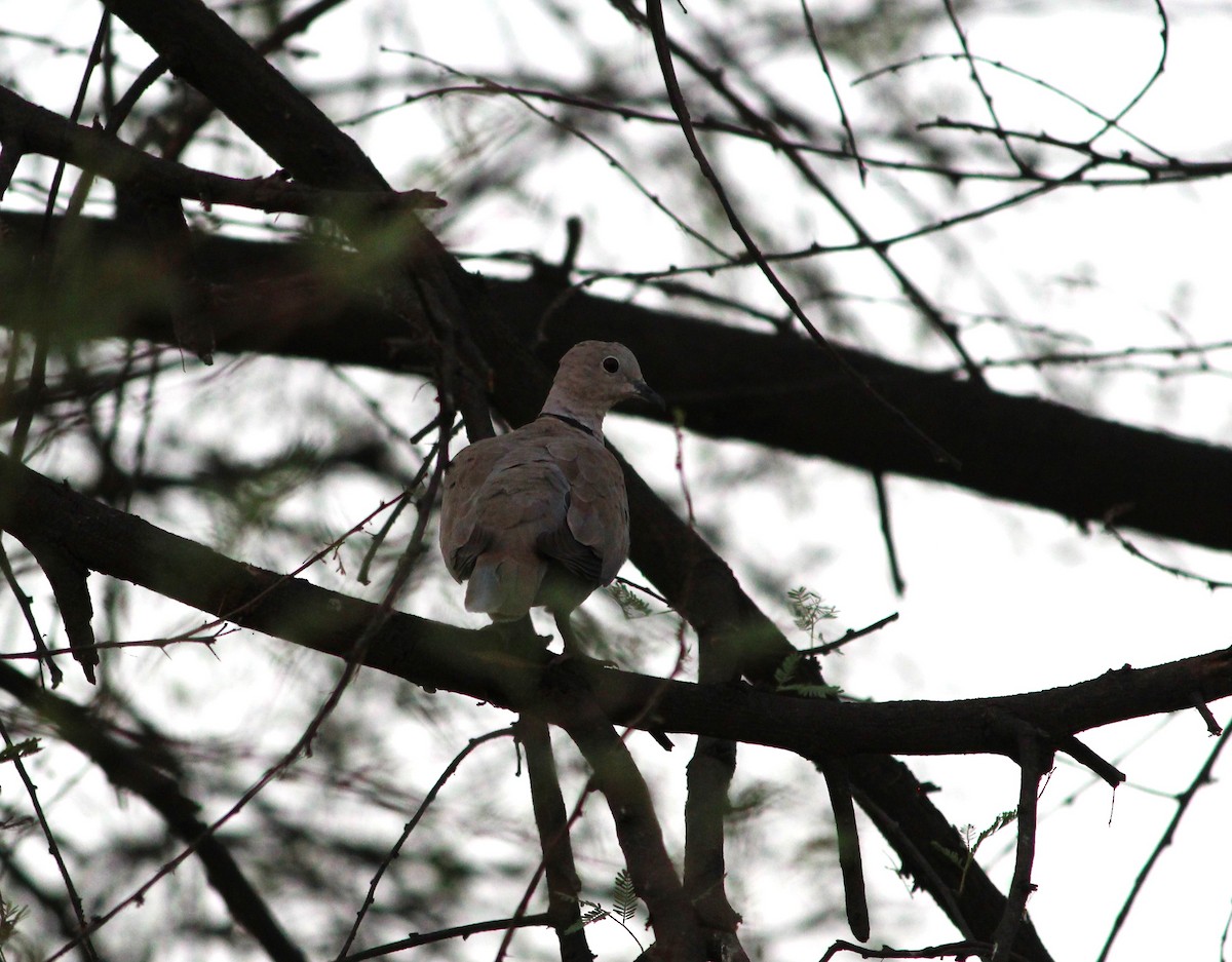 Eurasian Collared-Dove - ML619812211