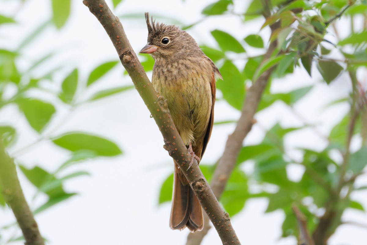Crested Bunting - ML619812212