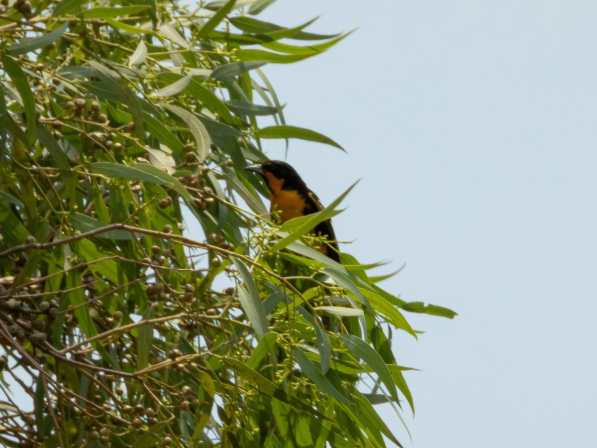 Black-backed Oriole - ML619812216