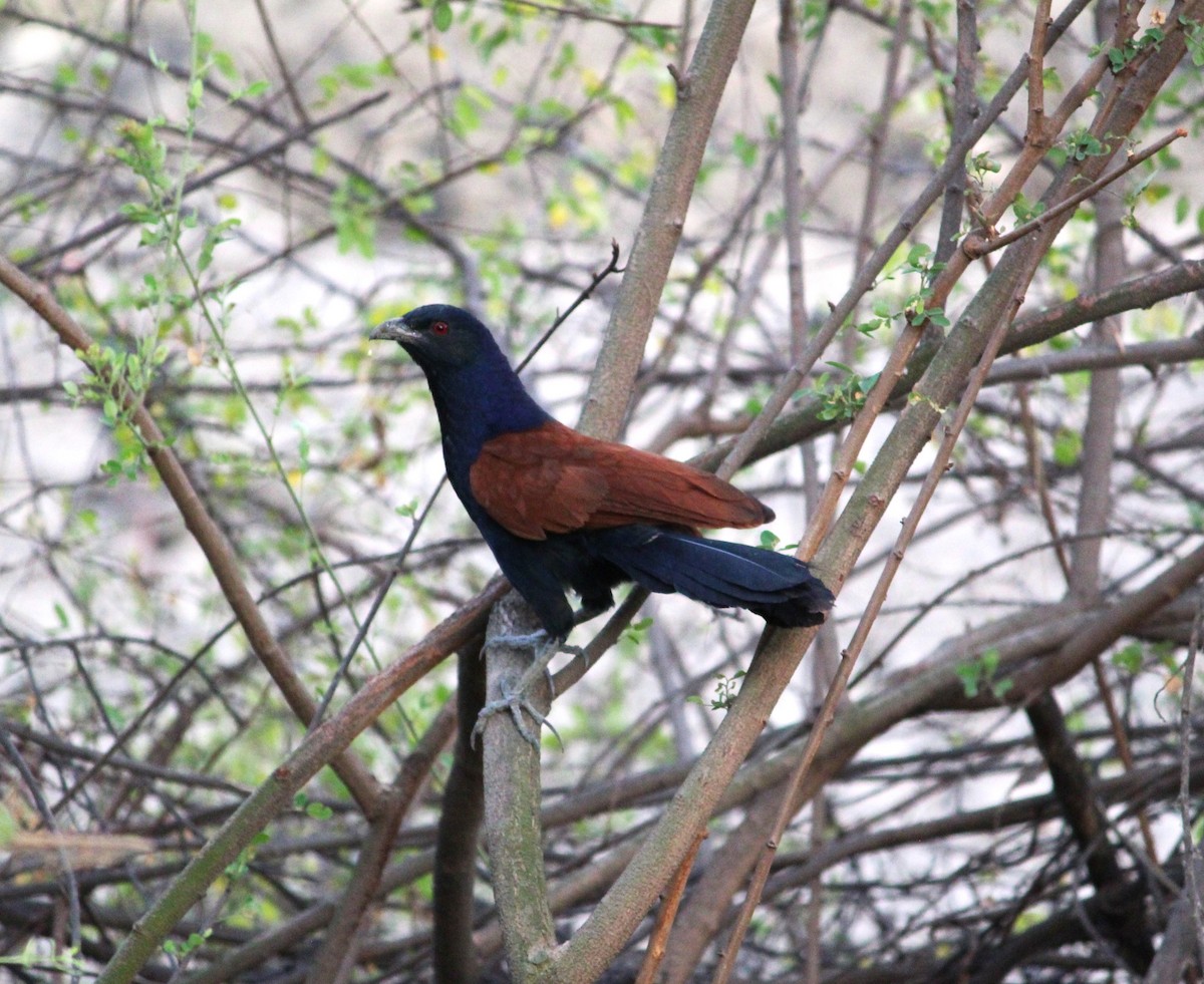 Greater Coucal - ML619812218