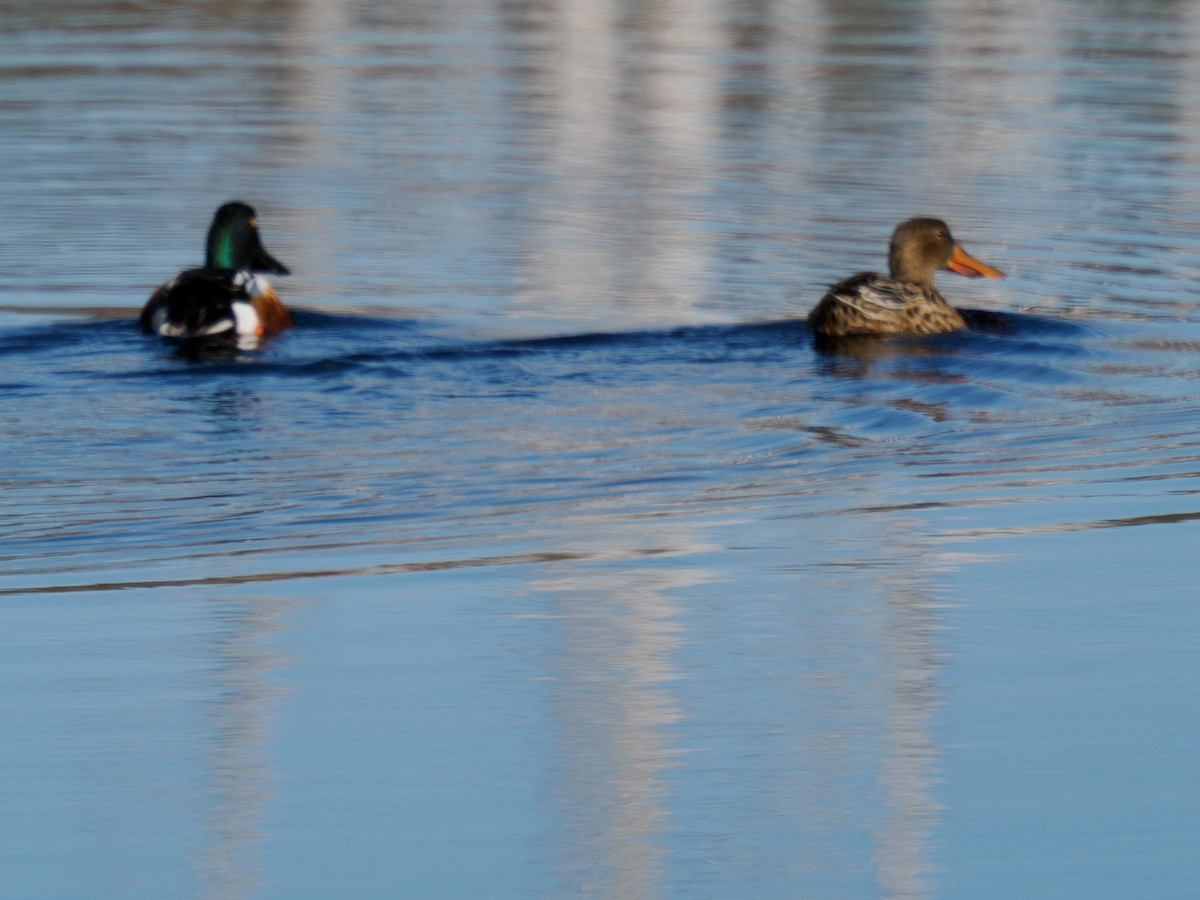 Northern Shoveler - ML619812221