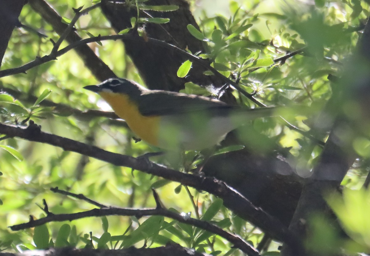 Yellow-breasted Chat - ML619812226