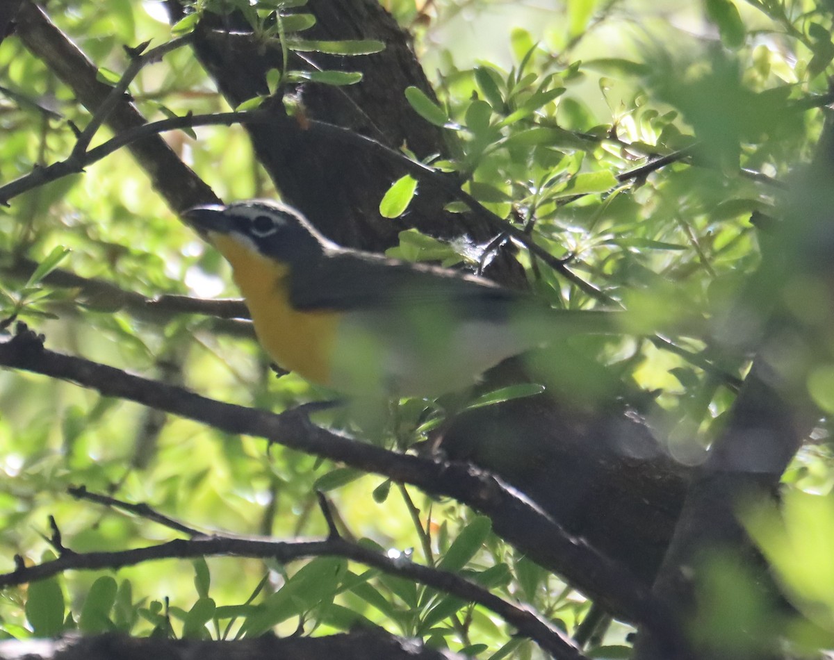 Yellow-breasted Chat - ML619812228